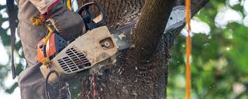 Best Tree Removal  in Lakehills, TX