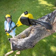 Best Tree Health Inspection  in Lakehills, TX