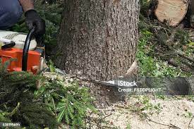 Best Hazardous Tree Removal  in Lakehills, TX