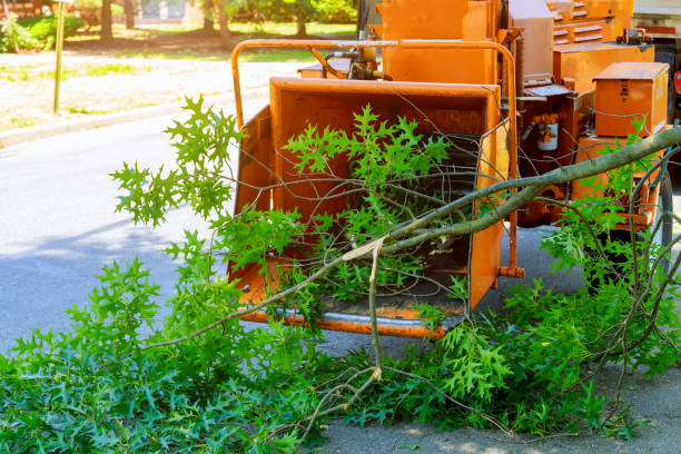 Best Grass Overseeding  in Lakehills, TX