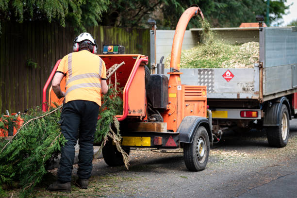 Professional Tree Services in Lakehills, TX