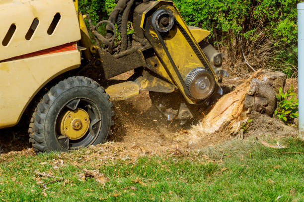Best Lawn Disease Treatment  in Lakehills, TX