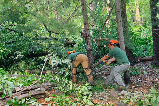 Best Commercial Tree Services  in Lakehills, TX