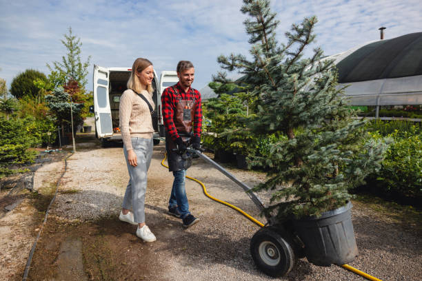 Best Tree Disease Treatment  in Lakehills, TX