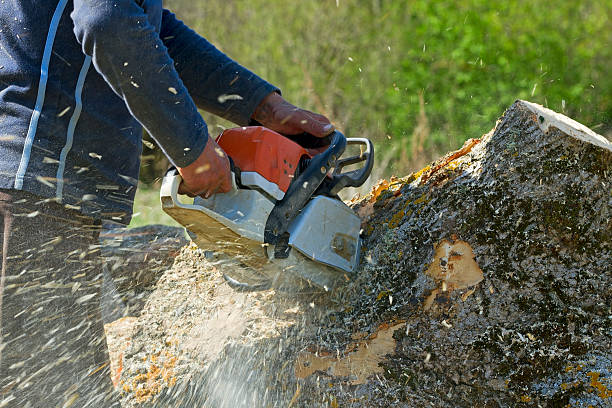 Best Hedge Trimming  in Lakehills, TX